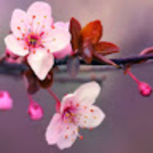 Meet your Posher, Idalyd